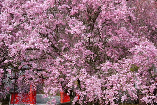 本圀寺の桜