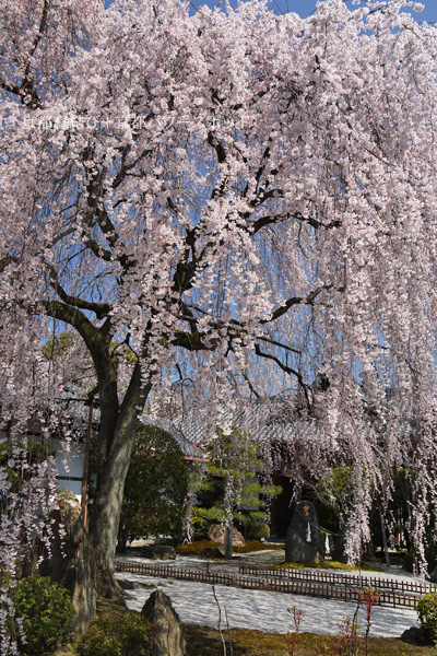 本満寺の枝垂桜