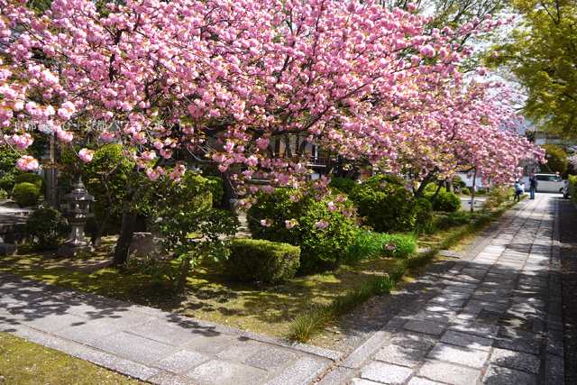 本満寺の八重桜