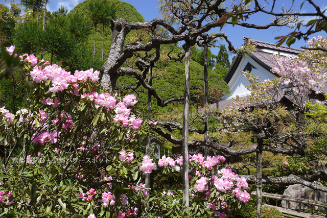 宝泉院の桜