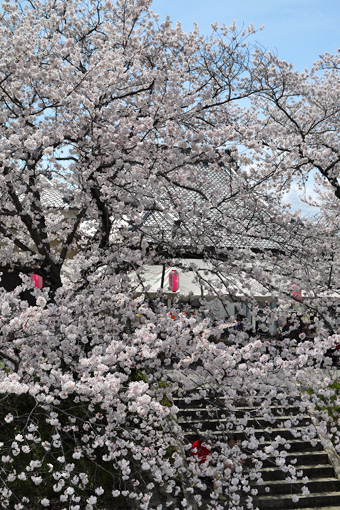 井出 玉川の桜