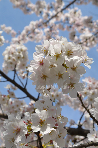 新日吉神宮の桜