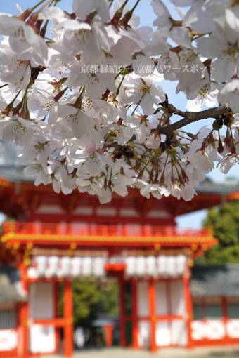 新日吉神宮の桜