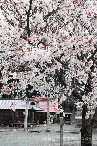 京都 京丹波町稲次 藤森神社の桜