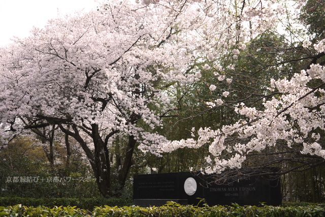 石清水八幡宮の桜