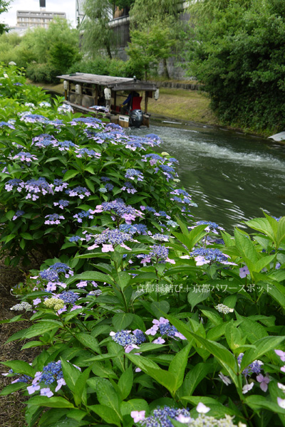 伏見濠川の十石舟と紫陽花