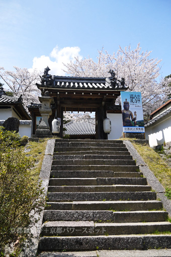 神童寺の桜