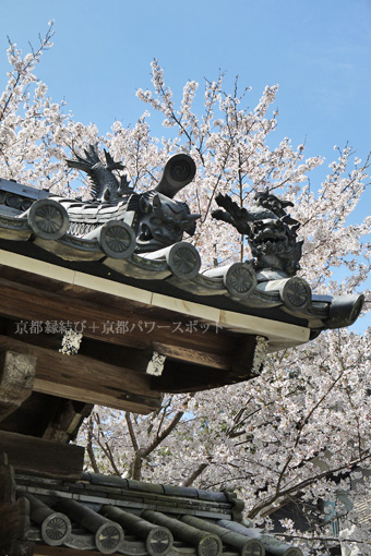 神童寺の桜