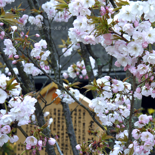 地主神社の桜