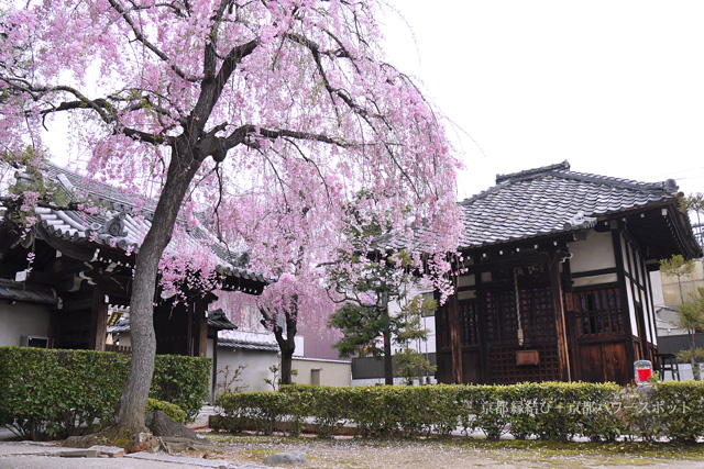成願寺の枝垂桜