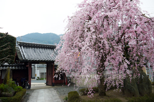 浄光寺の桜