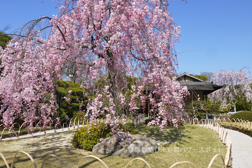 城南宮の枝垂桜
