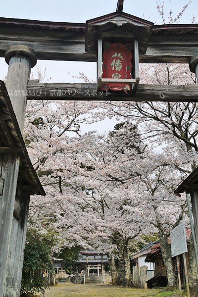 八津合八幡宮の桜