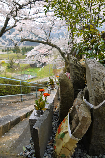 上林禅寺の桜