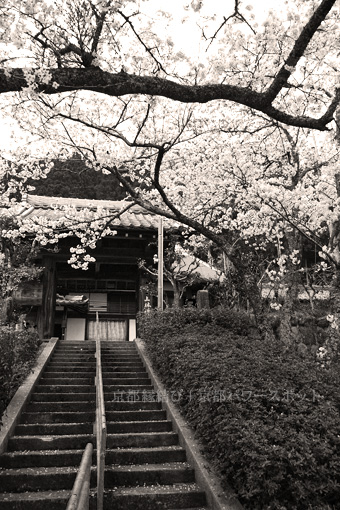 上林禅寺の桜
