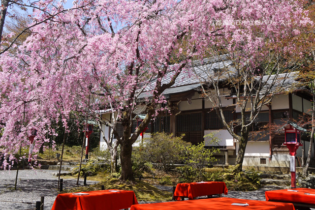 常照寺の桜