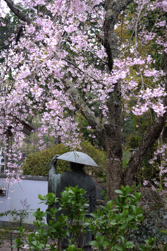 順興寺の枝垂桜