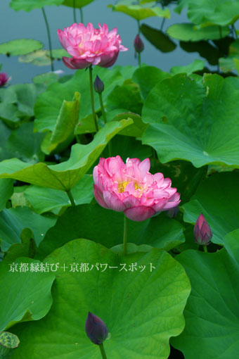 勧修寺の蓮