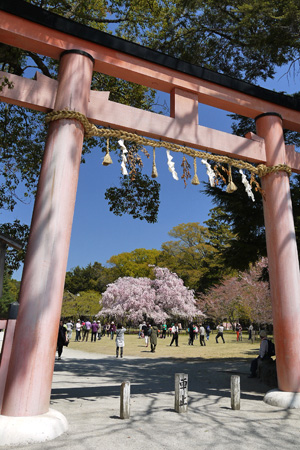 上賀茂神社の枝垂桜