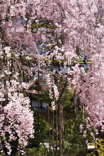 上賀茂神社の枝垂桜