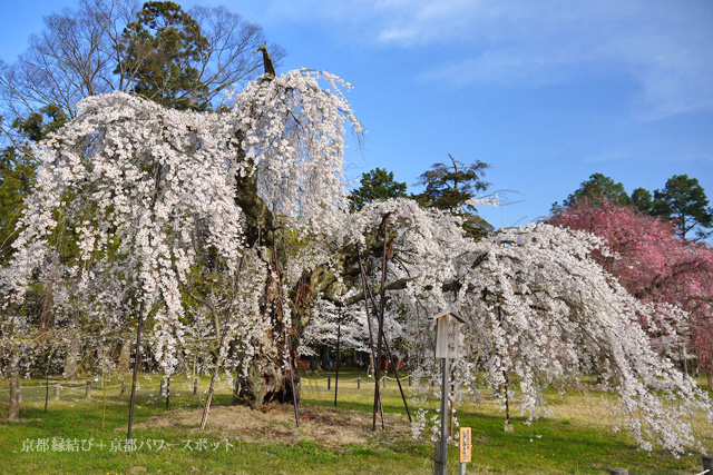 中島千波「上賀茂神社の御所桜」シルクスクリーン８号 手張り本金箔