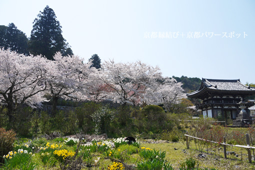 福知山　観音寺の桜