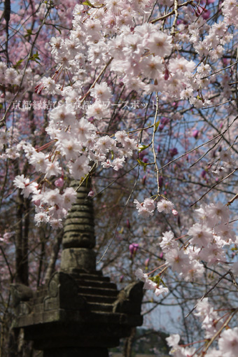 福知山　観音寺の桜
