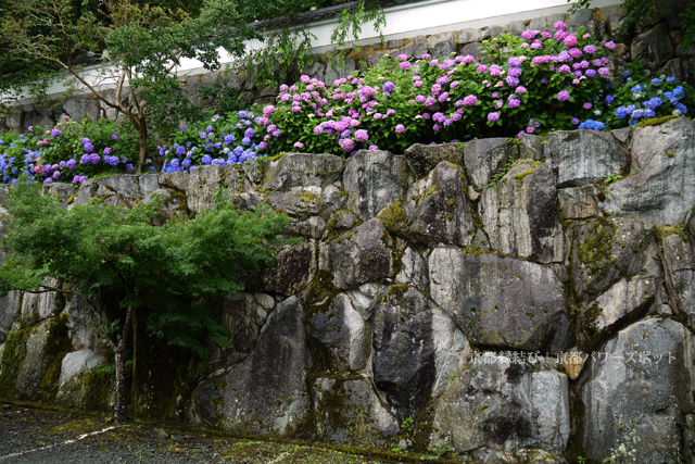 福知山 観音寺の紫陽花