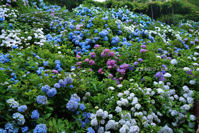 福知山 観音寺の紫陽花