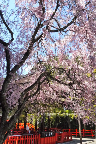 建勲神社の桜