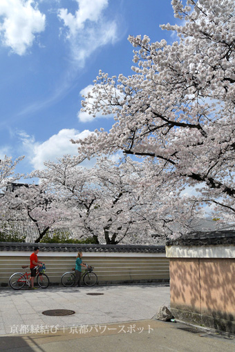 建仁寺の桜