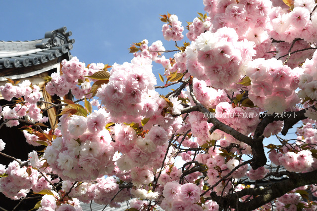 京都 清荒神の八重桜