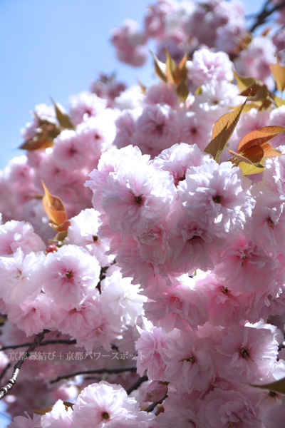 京都 清荒神の八重桜
