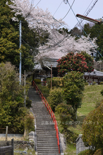 小松寺の桜