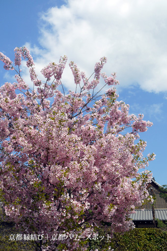 金戒光明寺塔頭の桜