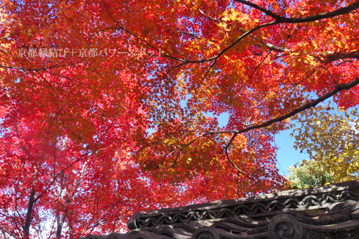 金福寺の紅葉
