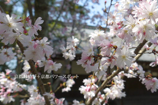 広隆寺の桜