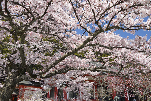 鞍馬寺の桜