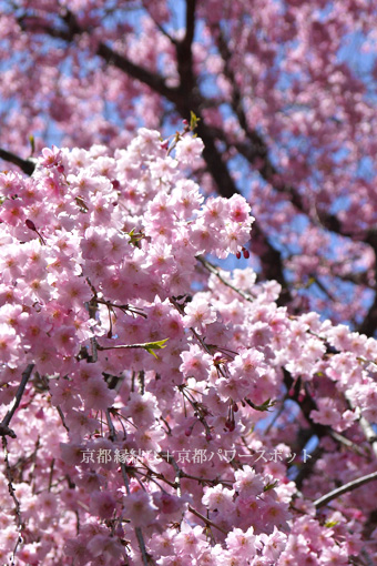 鞍馬寺の桜