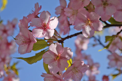 車折神社の早咲きの桜