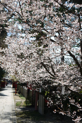 車折神社の早咲きの桜