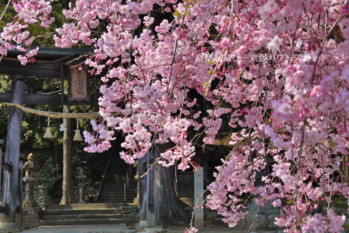三神神社の桜
