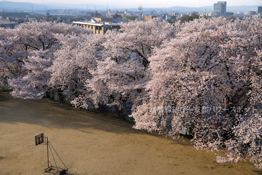 向日神社の桜