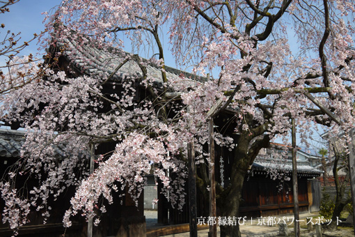 妙覚寺の枝垂桜