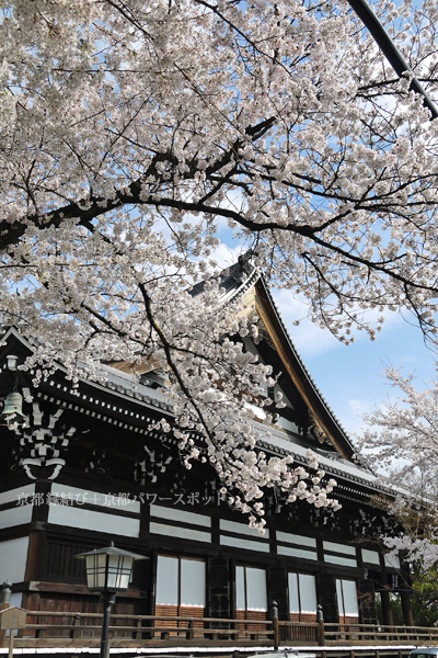 妙顕寺の桜