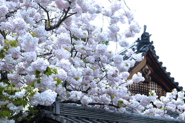 妙蓮寺の八重桜