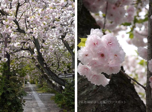 妙蓮寺の八重桜