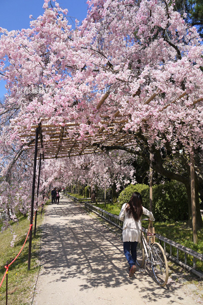 なからぎの道の桜