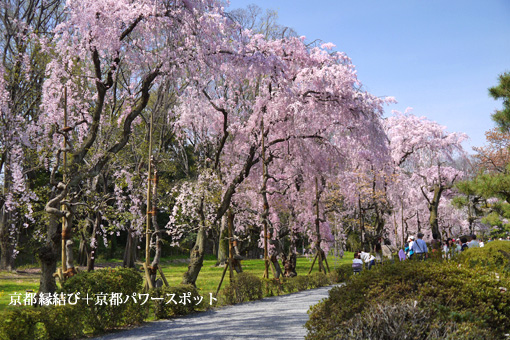 二条城の桜