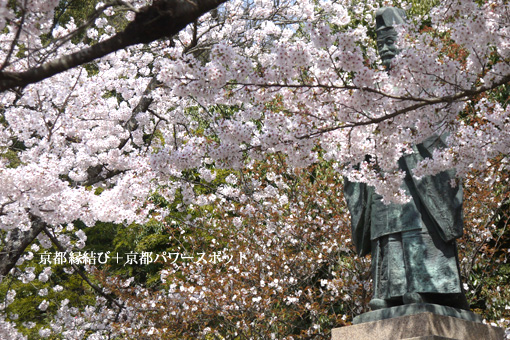 京都 乃木神社の桜